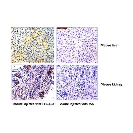 Immunohistochemistry - Anti-Polyethylene Glycol Antibody [RM105] (A121357) - Antibodies.com