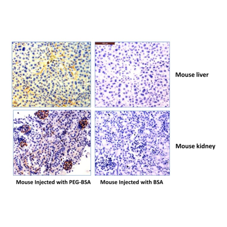 Immunohistochemistry - Anti-Polyethylene Glycol Antibody [RM105] (A121357) - Antibodies.com