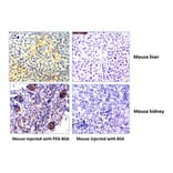 Immunohistochemistry - Anti-Polyethylene Glycol Antibody [RM105] (A121357) - Antibodies.com