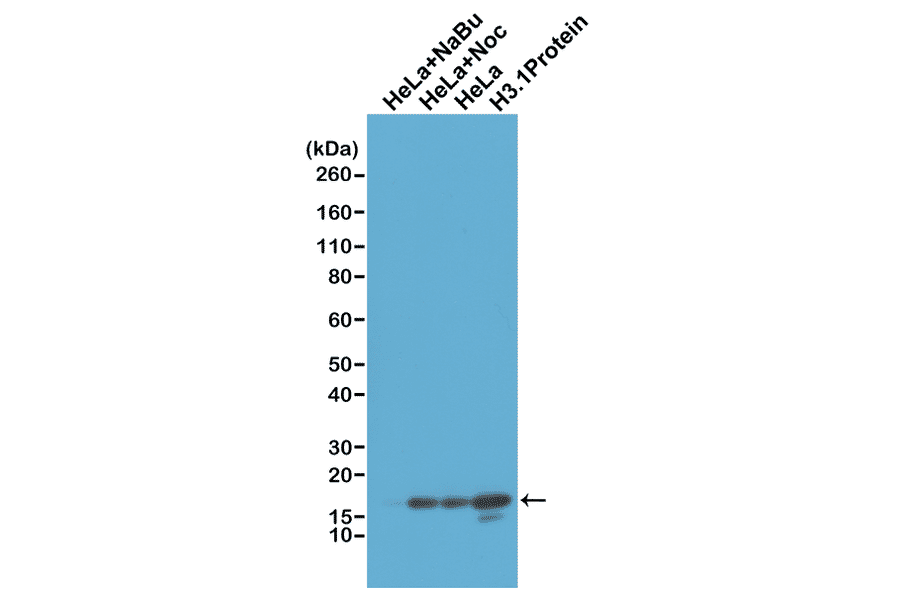 Western Blot - Anti-Histone H3 Antibody [RM186] (A121358) - Antibodies.com