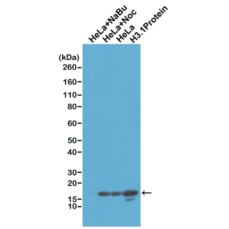 Western Blot - Anti-Histone H3 Antibody [RM186] (A121358) - Antibodies.com