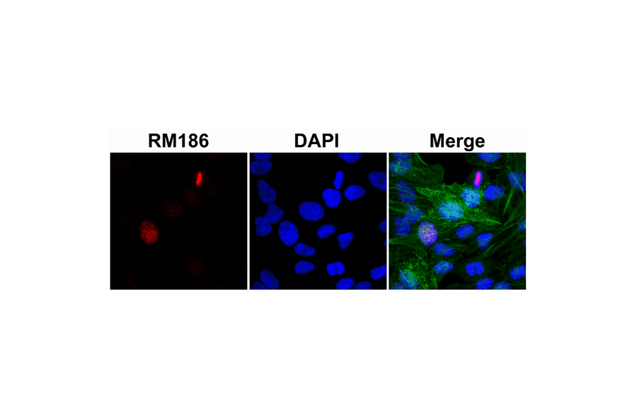 Immunocytochemistry - Anti-Histone H3 Antibody [RM186] (A121297) - Antibodies.com