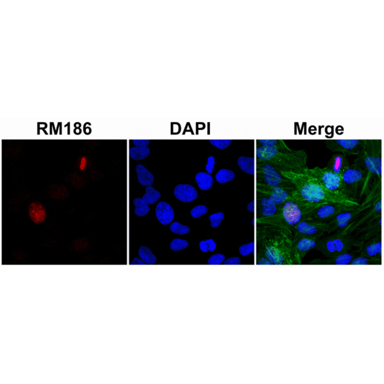 Immunocytochemistry - Anti-Histone H3 Antibody [RM186] (A121297) - Antibodies.com