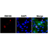 Immunocytochemistry - Anti-Histone H3 Antibody [RM186] (A121297) - Antibodies.com