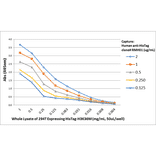 ELISA - Anti-His Tag Antibody [RMH01] (A121359) - Antibodies.com