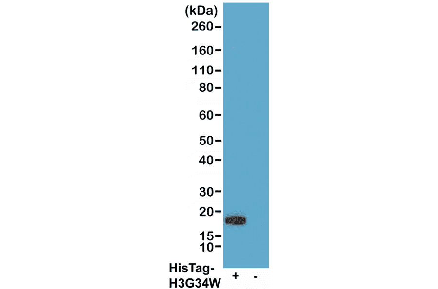 Western Blot - Anti-His Tag Antibody [RMH01] (A121274) - Antibodies.com