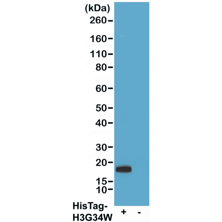 Western Blot - Anti-His Tag Antibody [RMH01] (A121274) - Antibodies.com