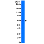 Western Blot - Anti-Cytokeratin 5 Antibody [RM226] (A121244) - Antibodies.com