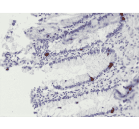 Immunohistochemistry - Anti-Chromogranin A Antibody [RM385] (A121365) - Antibodies.com