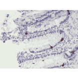 Immunohistochemistry - Anti-Chromogranin A Antibody [RM385] (A121365) - Antibodies.com