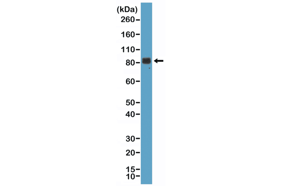 Western Blot - Anti-Chromogranin A Antibody [RM385] (A121365) - Antibodies.com