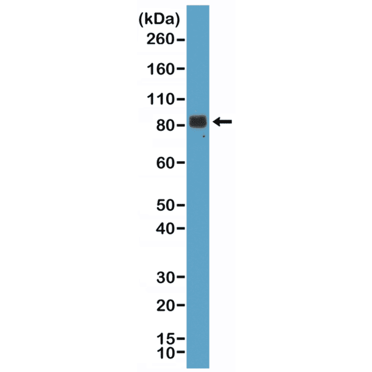 Western Blot - Anti-Chromogranin A Antibody [RM385] (A121365) - Antibodies.com