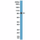 Western Blot - Anti-Chromogranin A Antibody [RM385] (A121365) - Antibodies.com