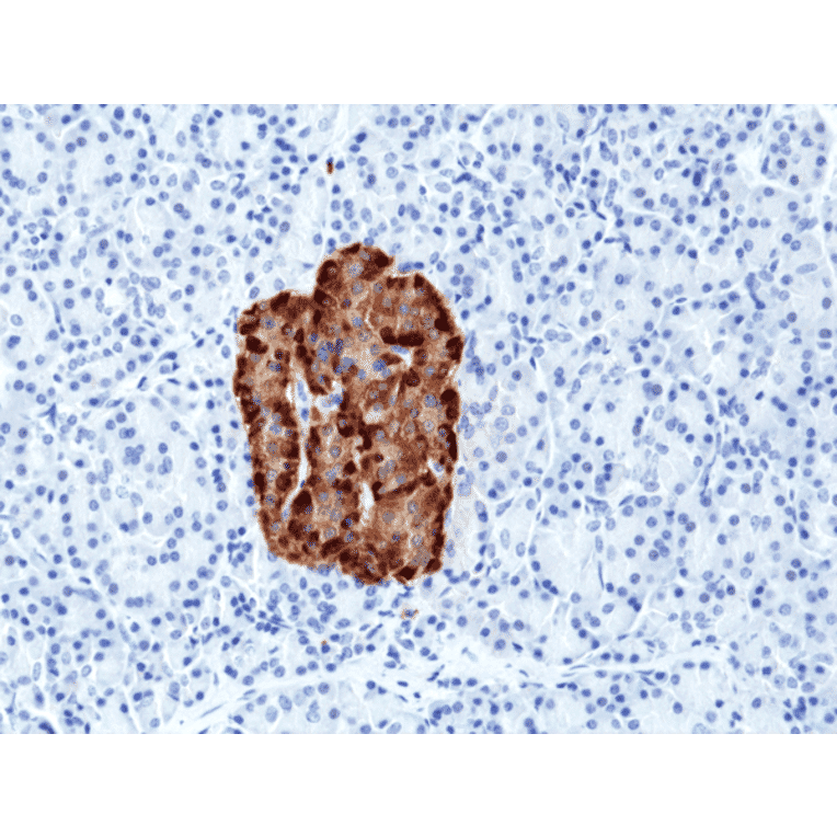 Immunohistochemistry - Anti-Chromogranin A Antibody [RM385] (A121365) - Antibodies.com