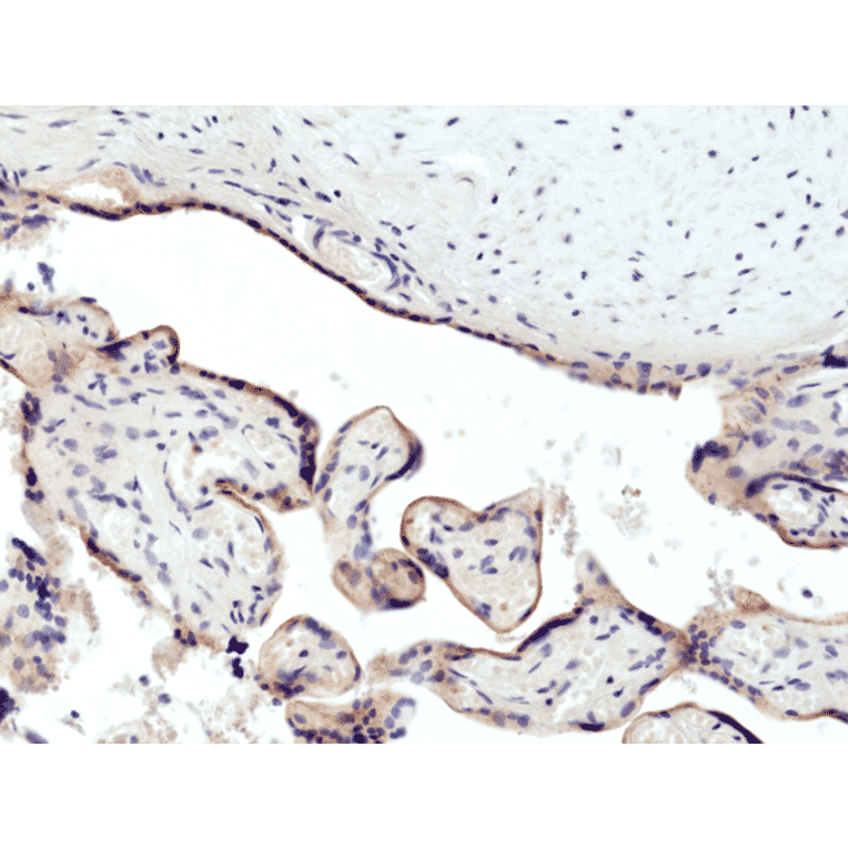 Immunohistochemistry - Anti-CD71 Antibody [RM384] (A121366) - Antibodies.com