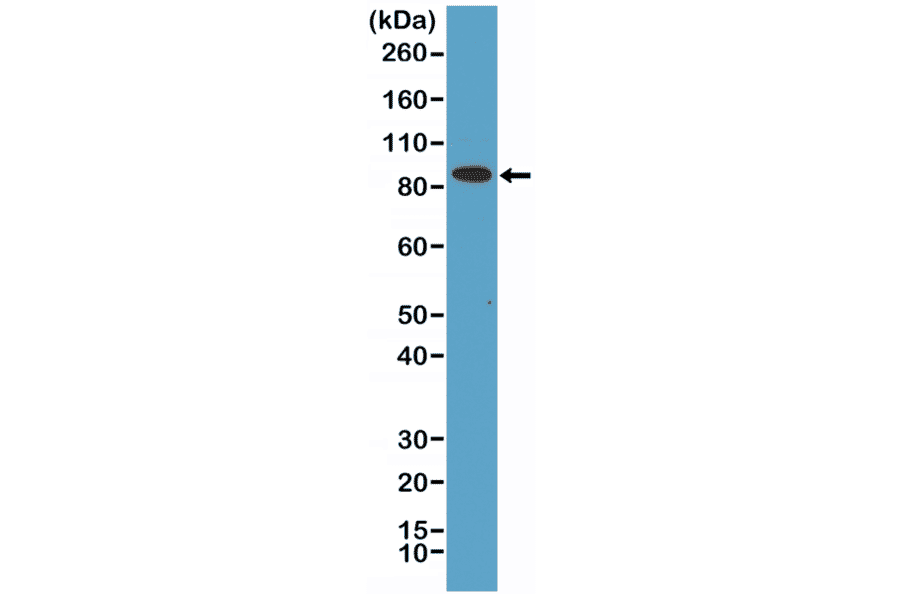 Western Blot - Anti-CD71 Antibody [RM384] (A121366) - Antibodies.com