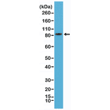 Western Blot - Anti-PSD95 Antibody [RM288] (A121369) - Antibodies.com