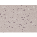 Immunohistochemistry - Anti-PTEN Antibody [RM265] (A121408) - Antibodies.com