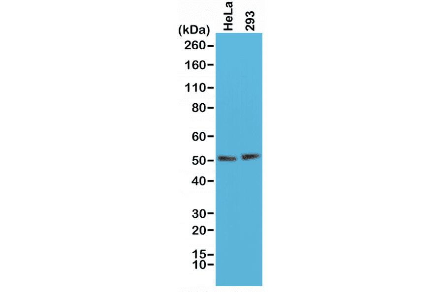 Western Blot - Anti-PTEN Antibody [RM265] (A121370) - Antibodies.com