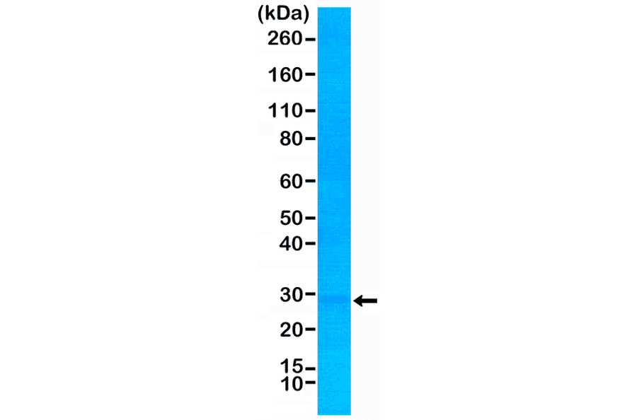 Western Blot - Anti-p27 KIP 1 Antibody [RM302] (A121371) - Antibodies.com