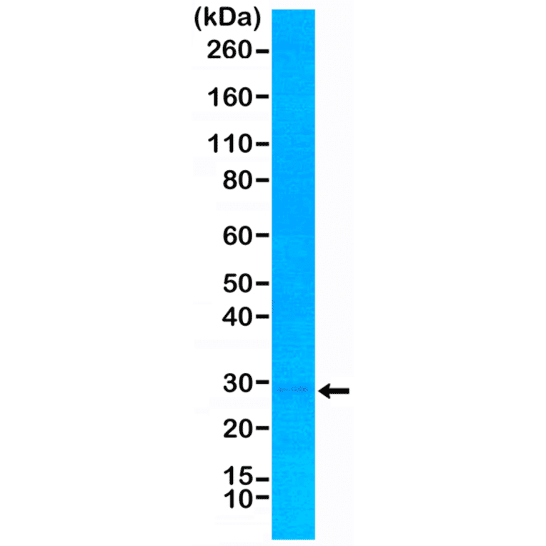 Western Blot - Anti-p27 KIP 1 Antibody [RM302] (A121371) - Antibodies.com