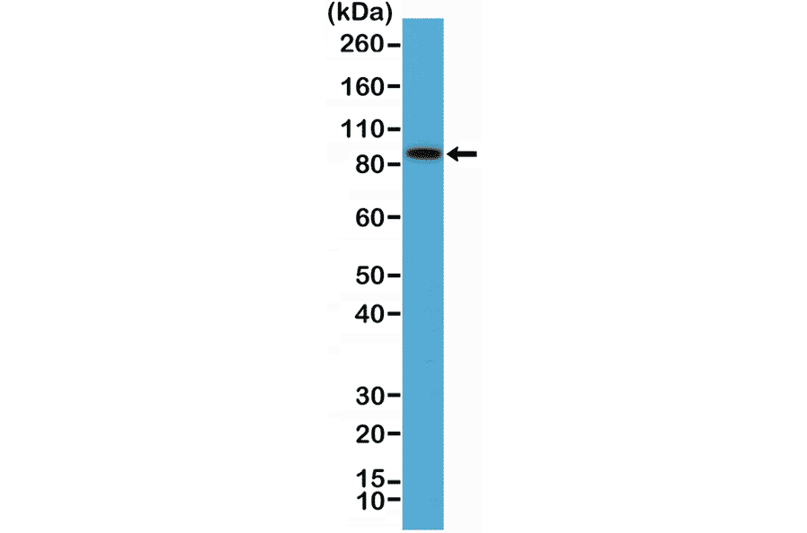 Western Blot - Anti-BRAF Antibody [RM308] (A121373) - Antibodies.com