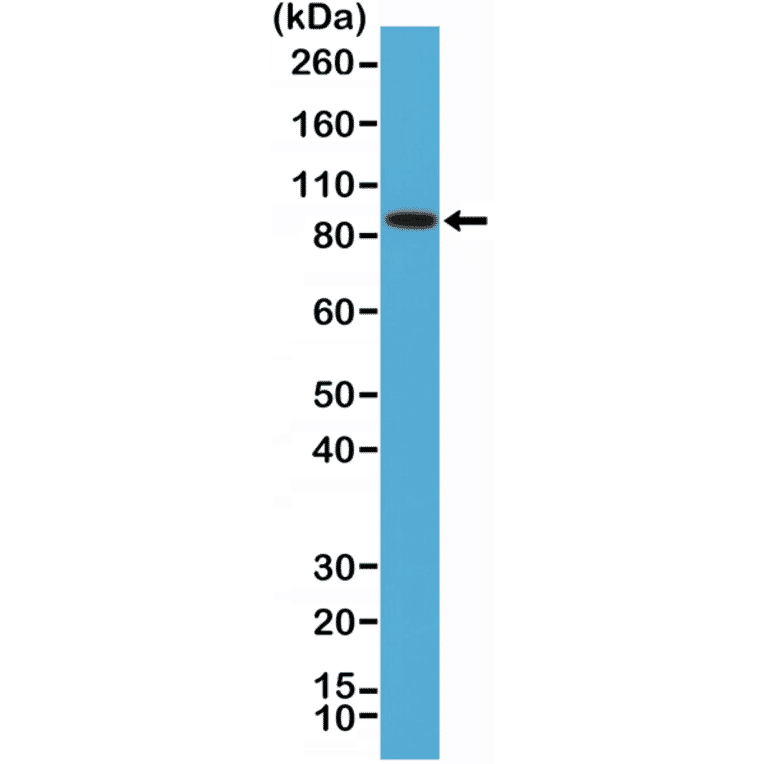 Western Blot - Anti-BRAF Antibody [RM308] (A121373) - Antibodies.com