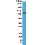 Western Blot - Anti-BRAF Antibody [RM308] (A121373) - Antibodies.com