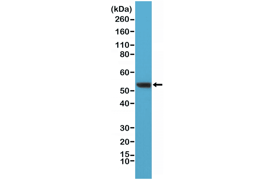 Western Blot - Anti-Vimentin Antibody [RM289] (A121374) - Antibodies.com