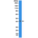 Western Blot - Anti-TTF1 Antibody [RM373] (A121375) - Antibodies.com