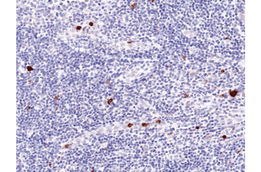 Immunohistochemistry - Anti-Myeloperoxidase Antibody [RM407] (A121428) - Antibodies.com