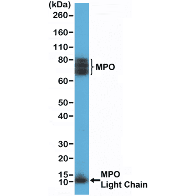 Western Blot - Anti-Myeloperoxidase Antibody [RM407] (A121376) - Antibodies.com