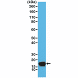 Western Blot - Anti-Stathmin 1 Antibody [RM350] (A121377) - Antibodies.com