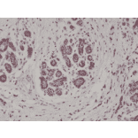 Immunohistochemistry - Anti-S100 beta Antibody [RM304] (A121441) - Antibodies.com