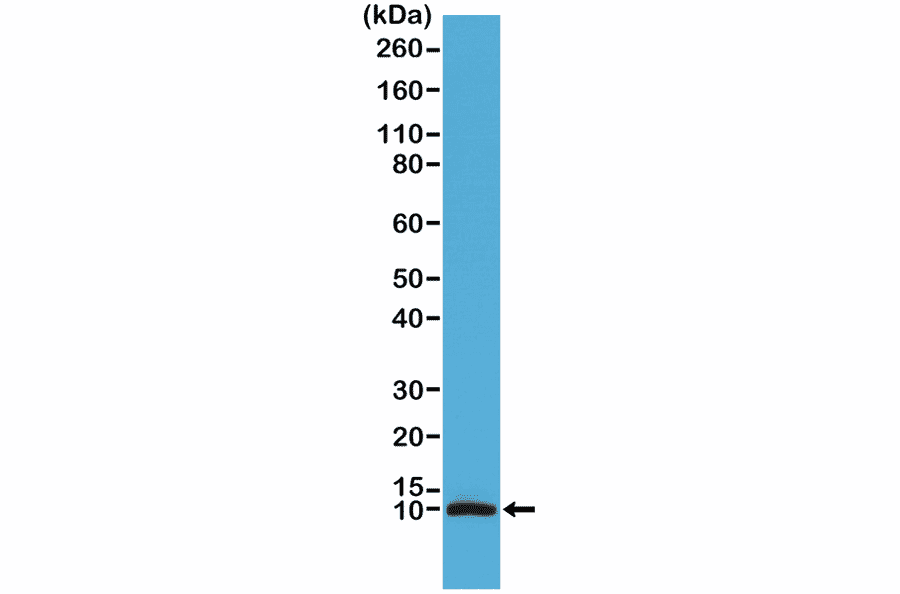 Western Blot - Anti-S100 beta Antibody [RM304] (A121379) - Antibodies.com