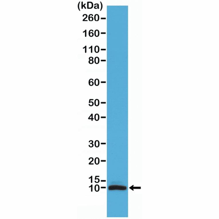 Western Blot - Anti-S100 beta Antibody [RM304] (A121379) - Antibodies.com