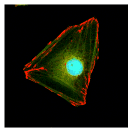 Immunocytochemistry - Anti-Paxillin Antibody [RM256] (A121505) - Antibodies.com