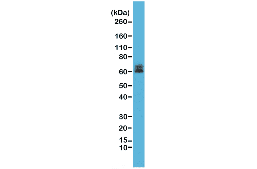 Western Blot - Anti-Paxillin Antibody [RM256] (A121381) - Antibodies.com
