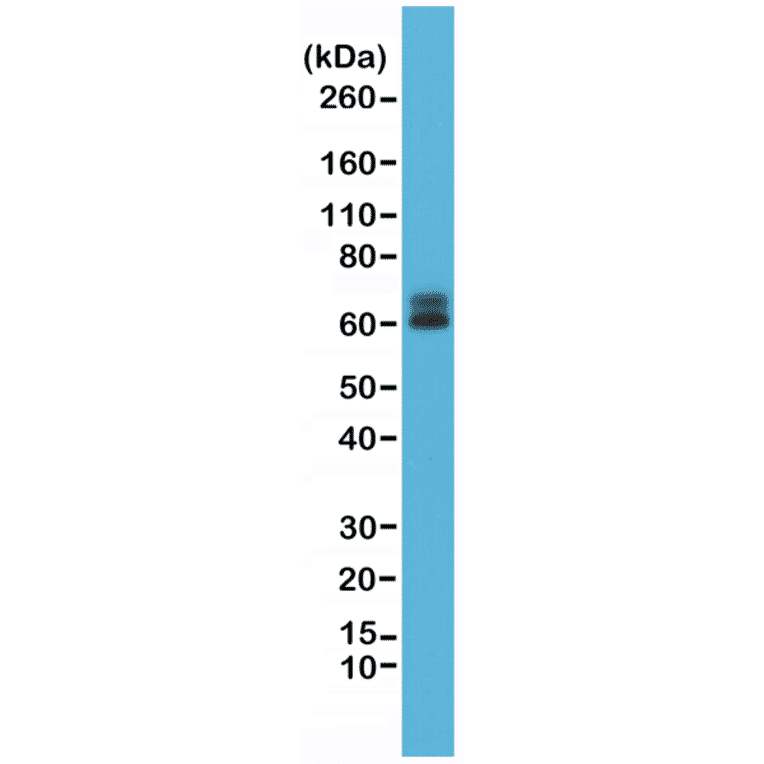 Western Blot - Anti-Paxillin Antibody [RM256] (A121381) - Antibodies.com