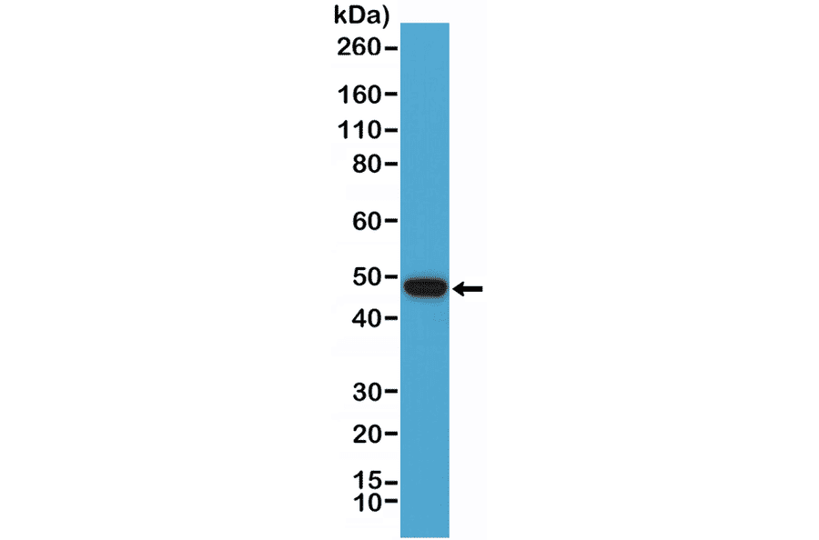 Western Blot - Anti-PAX5 Antibody [RM331] (A121382) - Antibodies.com