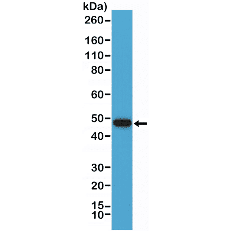 Western Blot - Anti-PAX5 Antibody [RM331] (A121382) - Antibodies.com