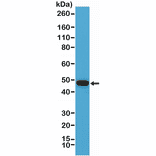 Western Blot - Anti-PAX5 Antibody [RM331] (A121382) - Antibodies.com