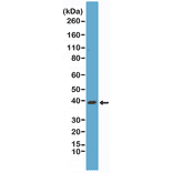 Western Blot - Anti-p38 MAPK Antibody [RM245] (A121383) - Antibodies.com