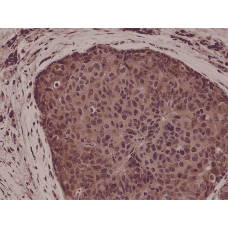 Immunohistochemistry - Anti-p38 MAPK Antibody [RM245] (A121194) - Antibodies.com