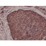 Immunohistochemistry - Anti-p38 MAPK Antibody [RM245] (A121194) - Antibodies.com