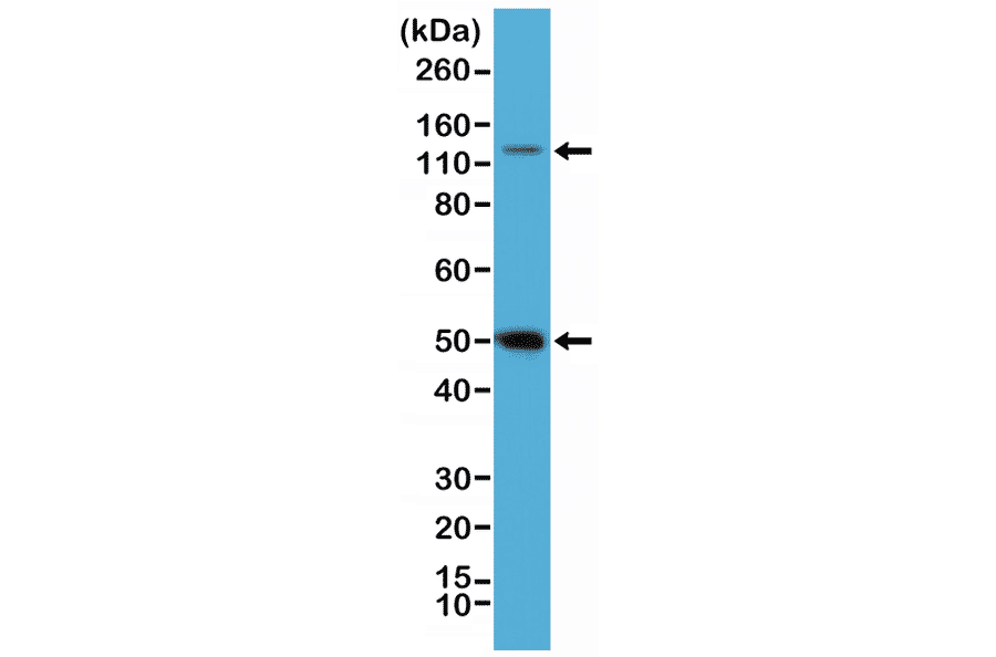 Western Blot - Anti-NFkB p105 / p50 Antibody [RM299] (A121384) - Antibodies.com