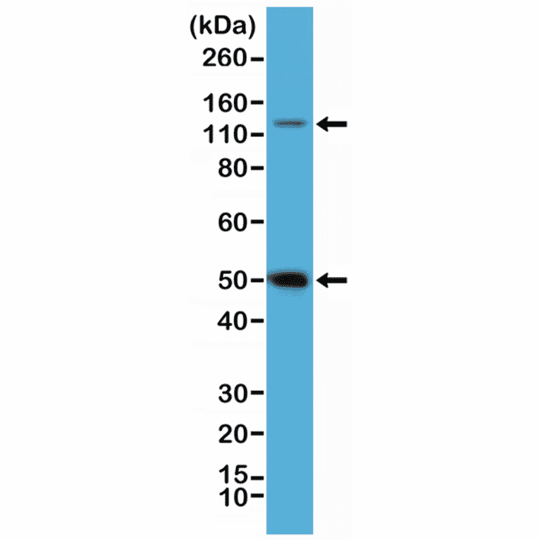 Western Blot - Anti-NFkB p105 / p50 Antibody [RM299] (A121384) - Antibodies.com