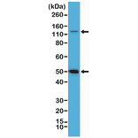 Western Blot - Anti-NFkB p105 / p50 Antibody [RM299] (A121384) - Antibodies.com