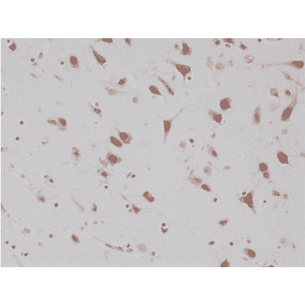 Immunohistochemistry - Anti-NeuN Antibody [RM312] (A121402) - Antibodies.com