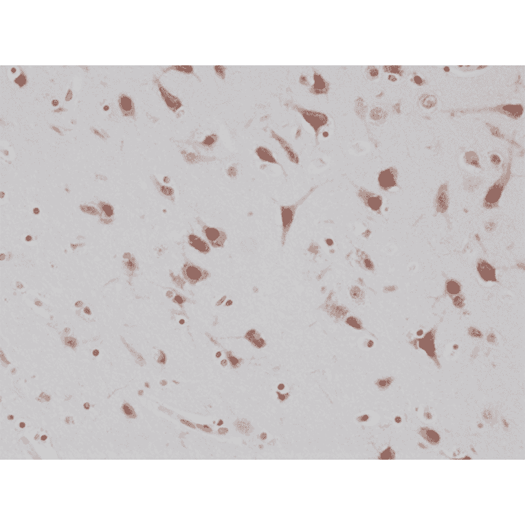 Immunohistochemistry - Anti-NeuN Antibody [RM312] (A121402) - Antibodies.com